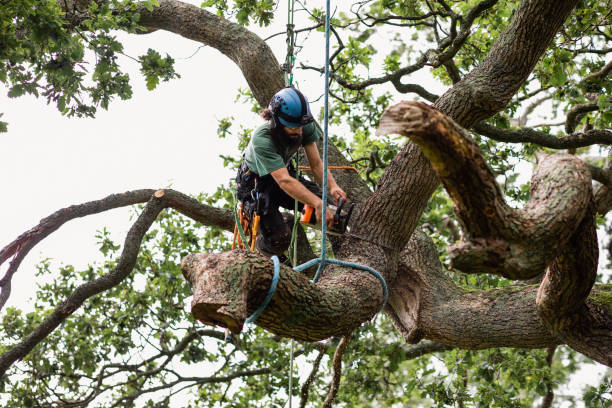 Best Tree Trimming and Pruning  in Griffith, IN