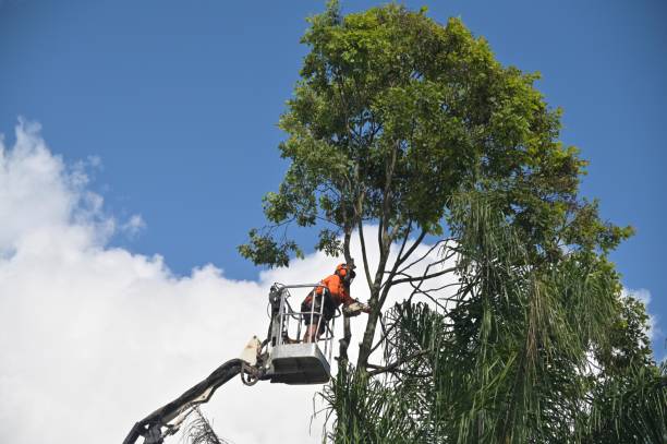 Best Leaf Removal  in Griffith, IN